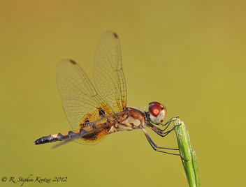 Celithemis amanda, female